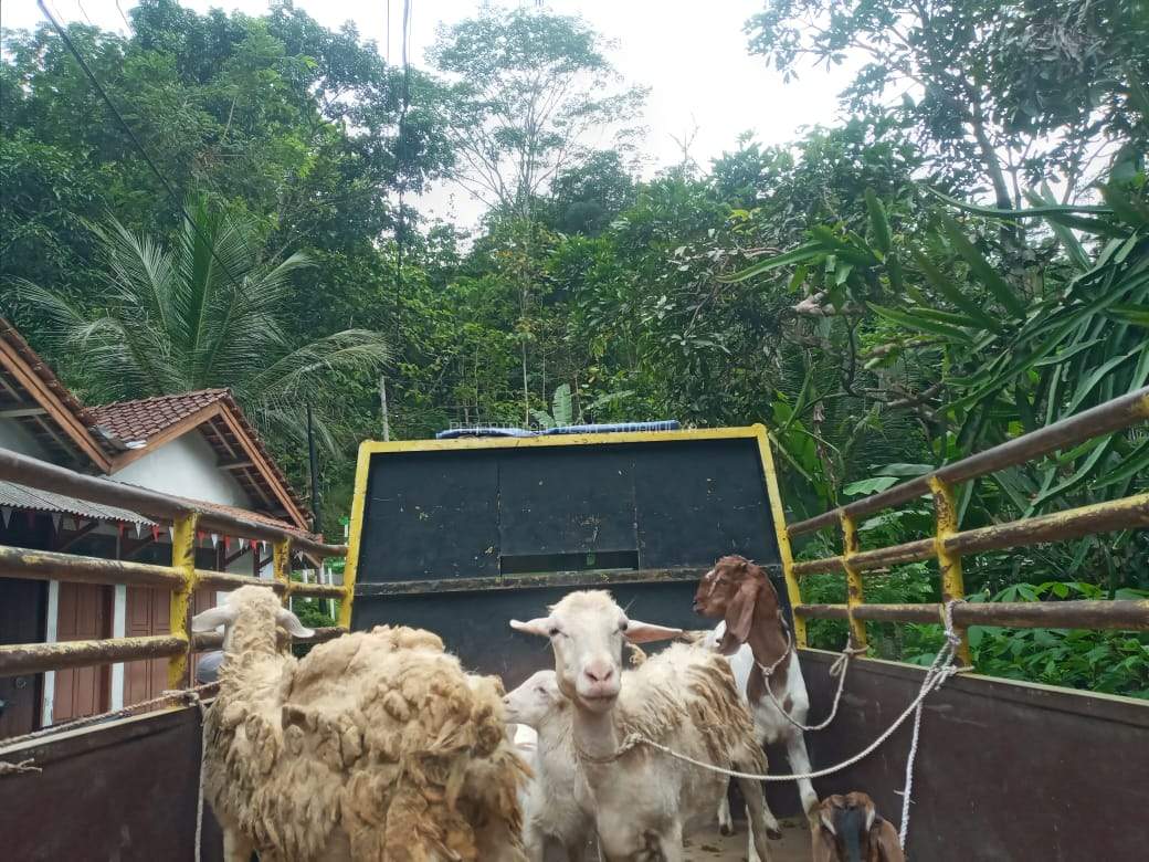 Penyaluran Kambing Kepada Kelompok Ternak 